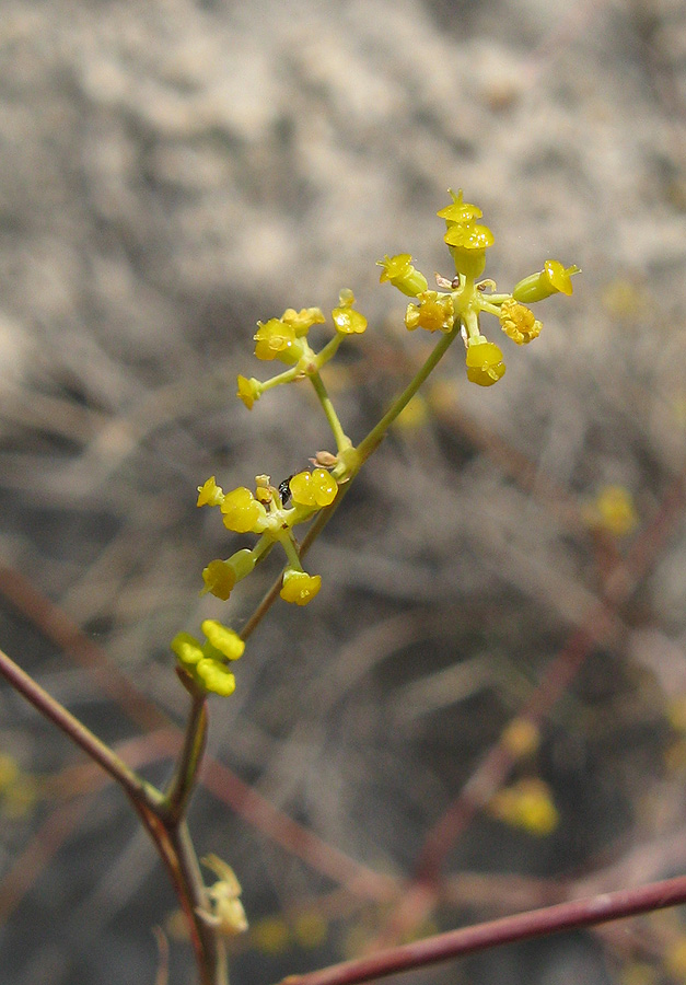 Изображение особи Bupleurum woronowii.