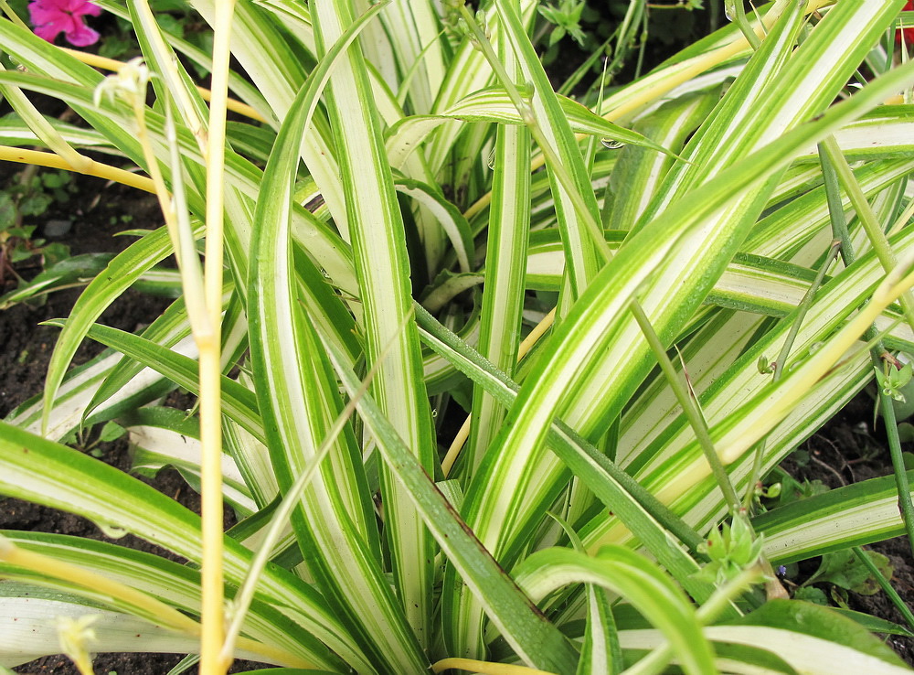 Image of Chlorophytum comosum specimen.