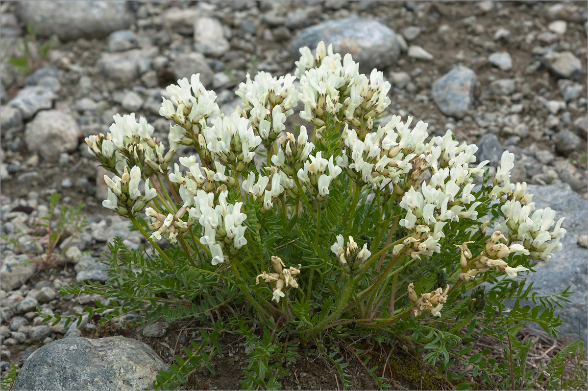 Image of Oxytropis sordida specimen.