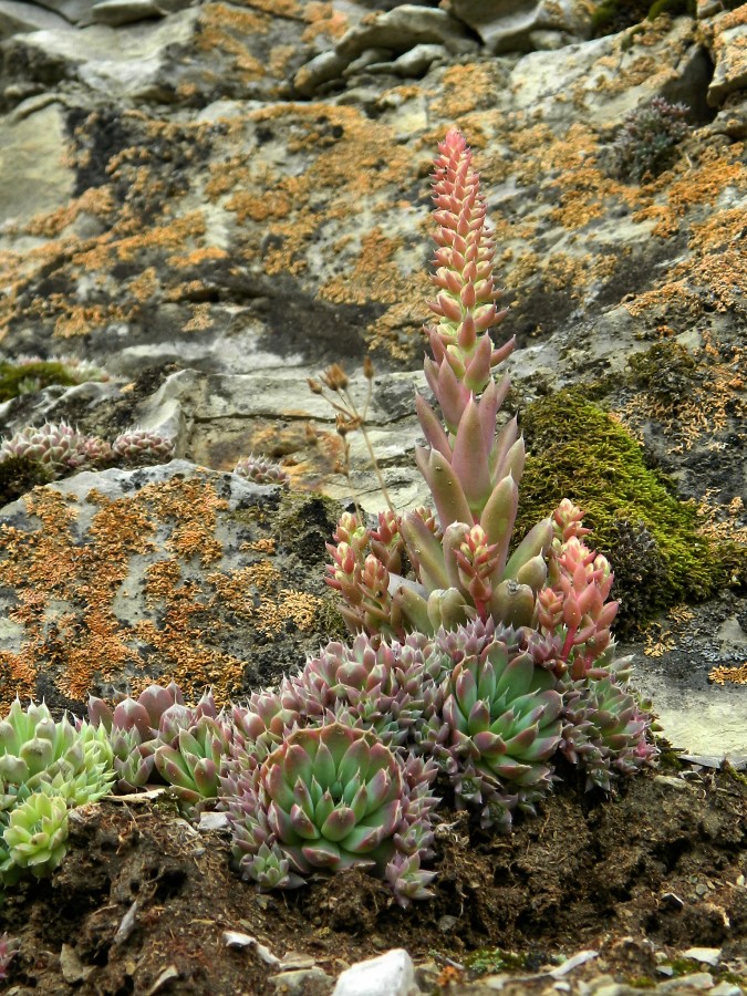 Image of Orostachys spinosa specimen.