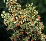 Rumex confertus