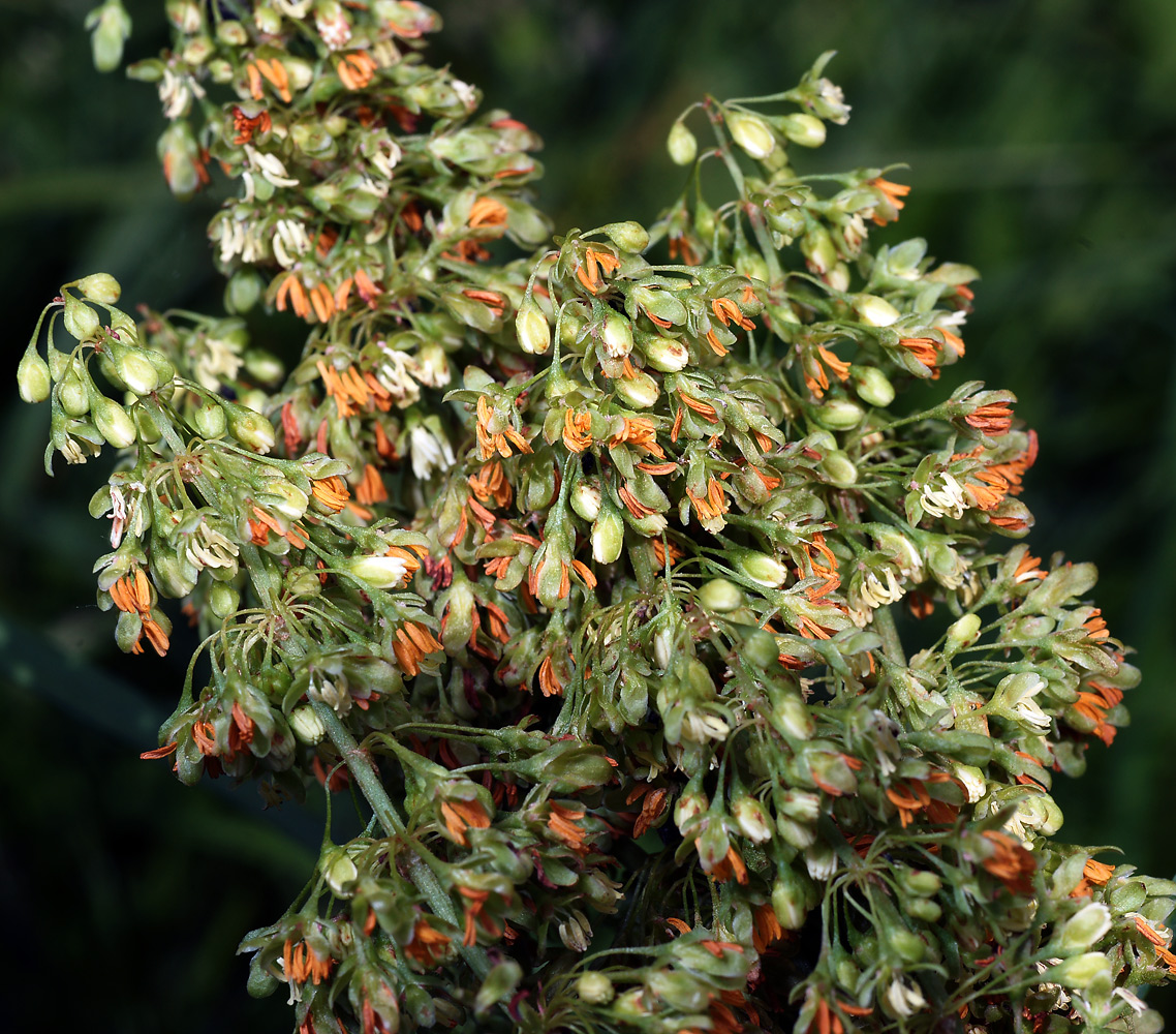 Изображение особи Rumex confertus.