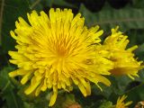 Sonchus congestus