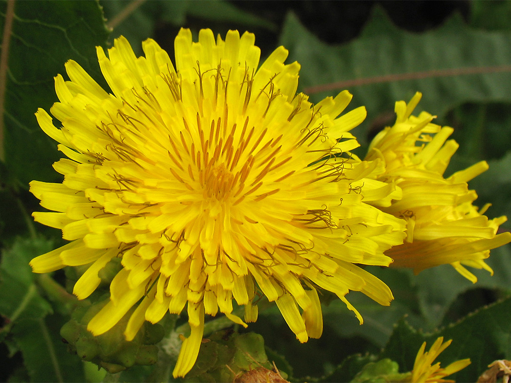 Изображение особи Sonchus congestus.