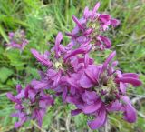 Pedicularis uliginosa