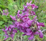 Pedicularis uliginosa. Соцветия (вид сверху). Республика Бурятия, Баунтовский эвенкийский р-н, окр. пос. Северный, долина р. Има. 25.06.2013.