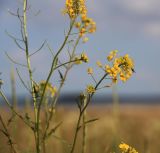 Sisymbrium loeselii. Цветущее и плодоносящее растение на пойменном лугу. Новосибирская область. июнь 2009 г.