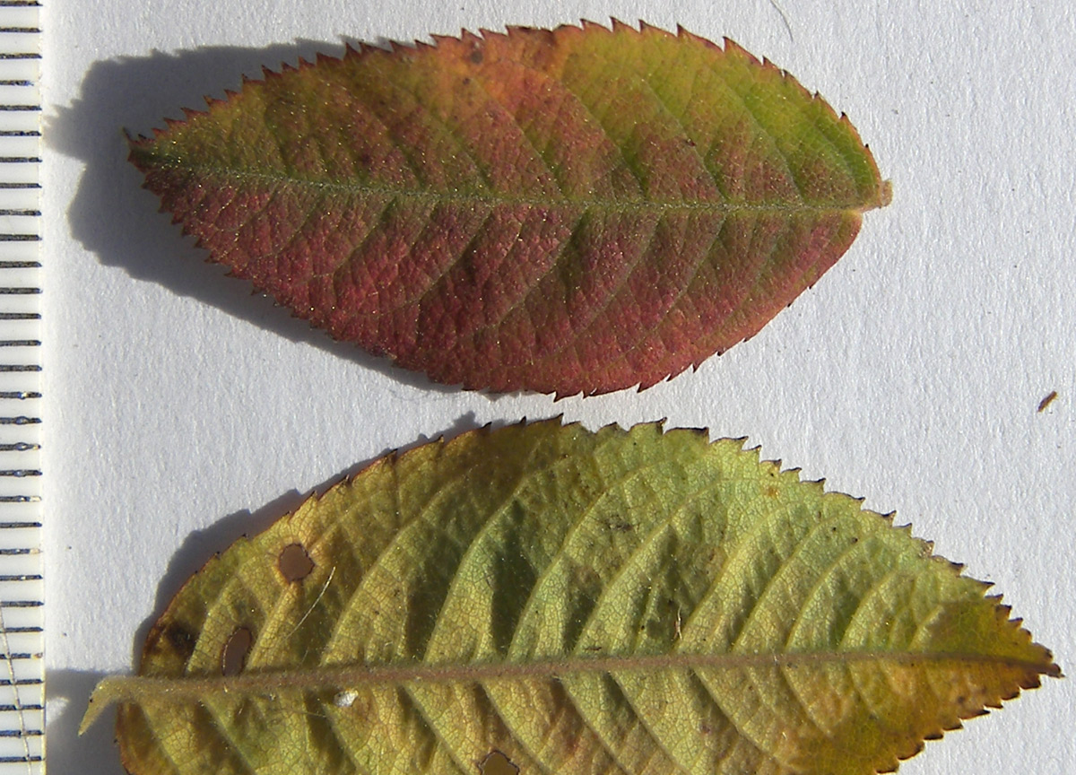 Изображение особи Rosa canina var. hispida.