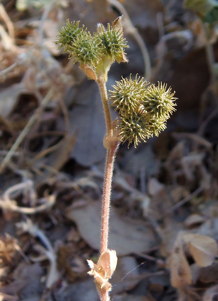 Image of genus Medicago specimen.