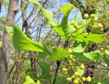 Berberis amurensis