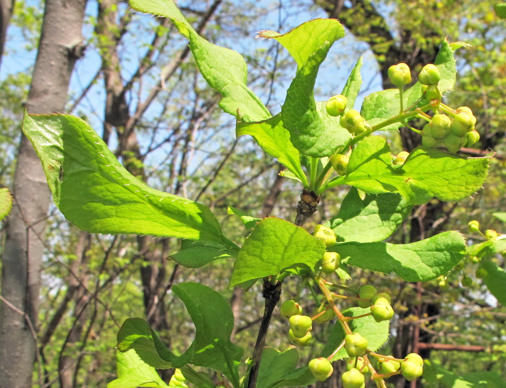 Image of Berberis amurensis specimen.