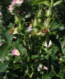 genus Rosa. Верхушка побега с бутонами. Краснодарский край, Кущёвский р-н, станица Шкуринская, склон балки Сухая. 20.05.2013.