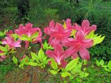 genus Rhododendron