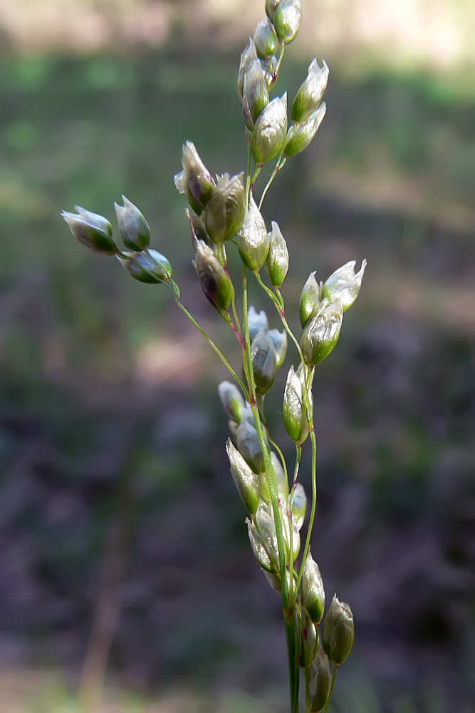 Image of Hierochloe odorata specimen.