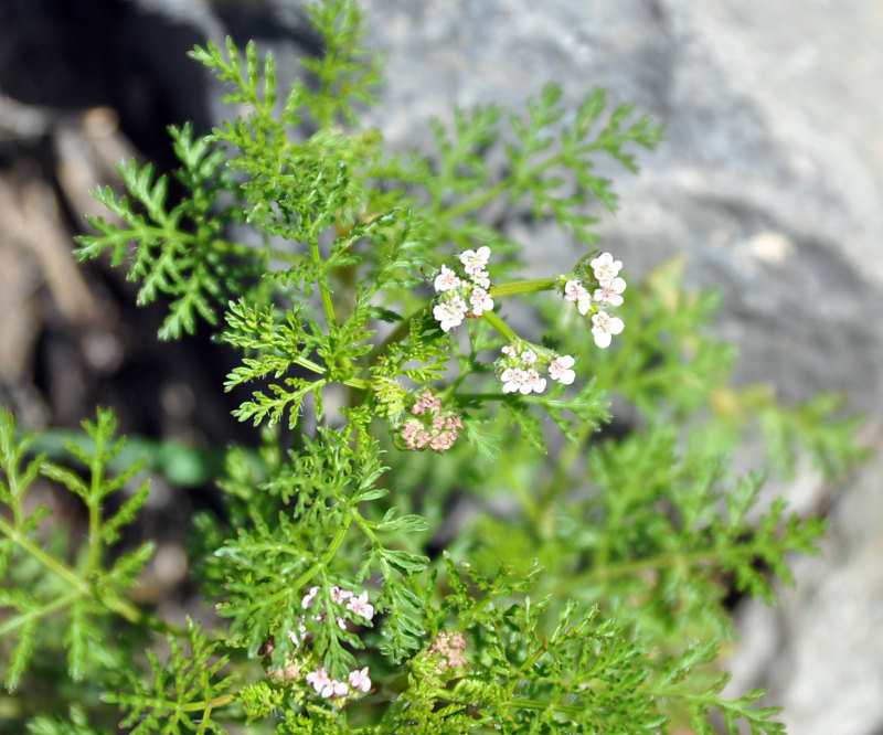 Image of Caucalis platycarpos specimen.