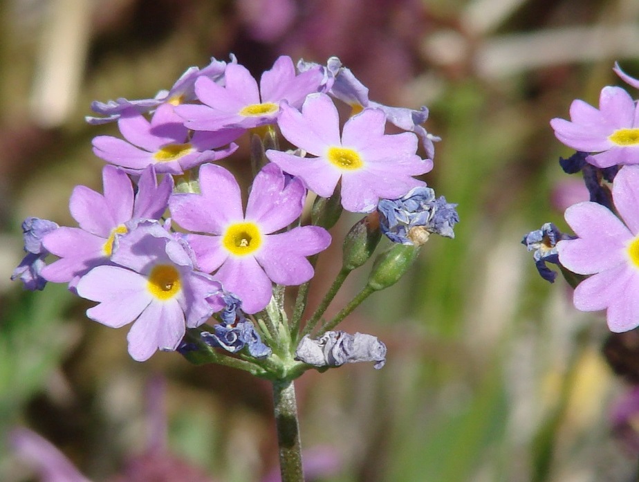 Изображение особи Primula serrata.