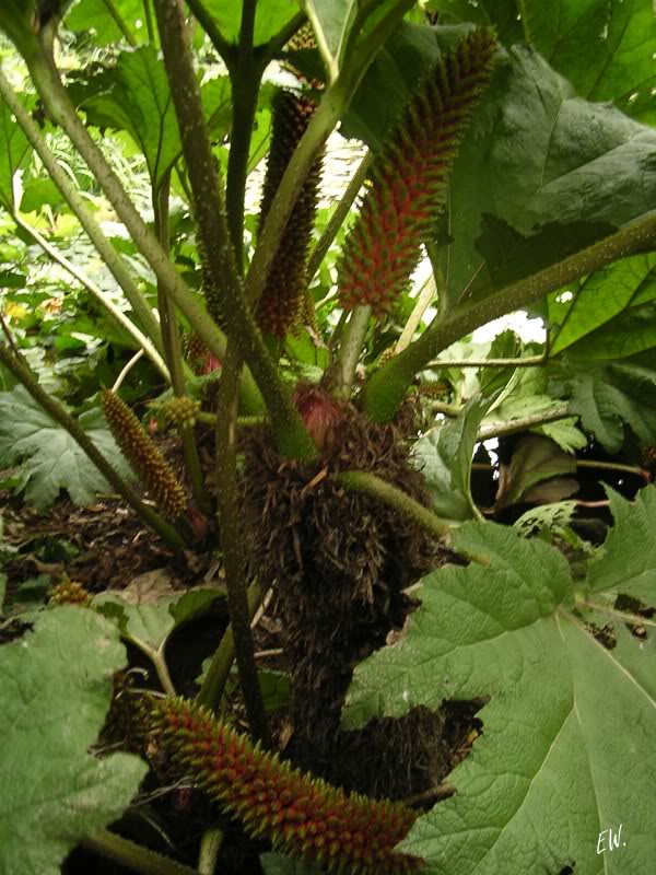 Изображение особи Gunnera tinctoria.