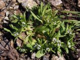 Valerianella locusta