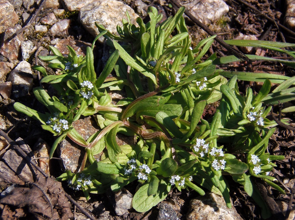 Изображение особи Valerianella locusta.