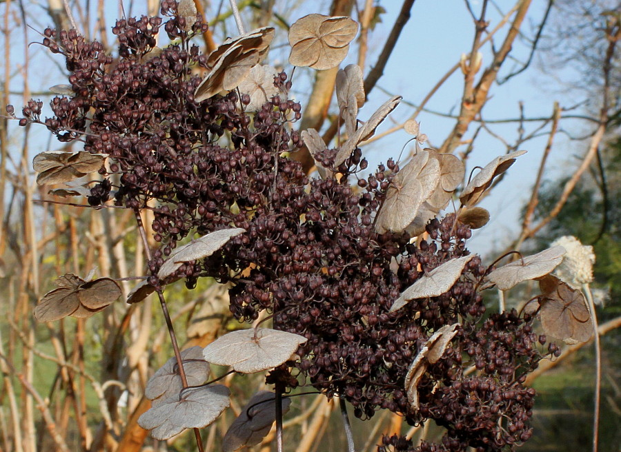 Image of Hydrangea quercifolia specimen.