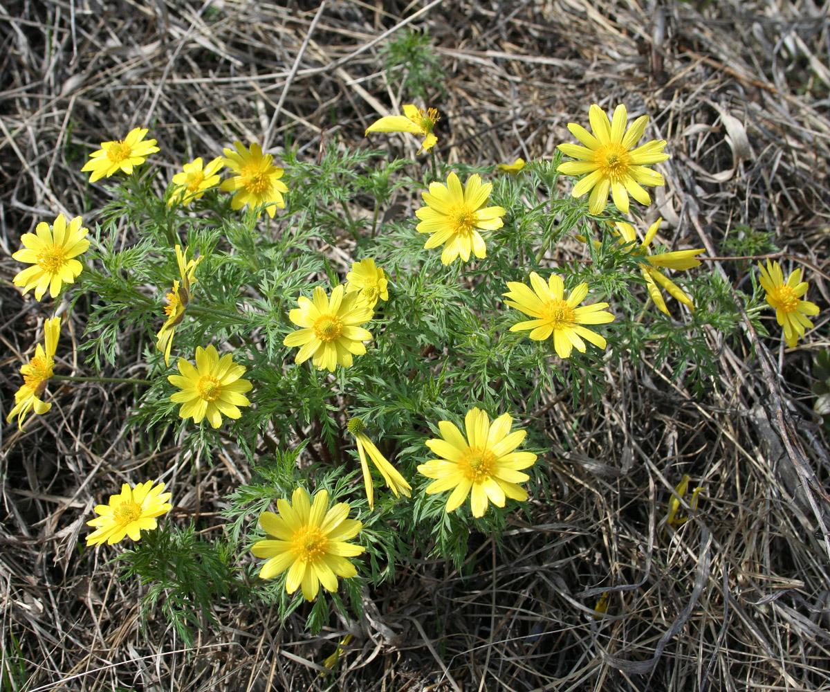 Image of Adonis villosa specimen.