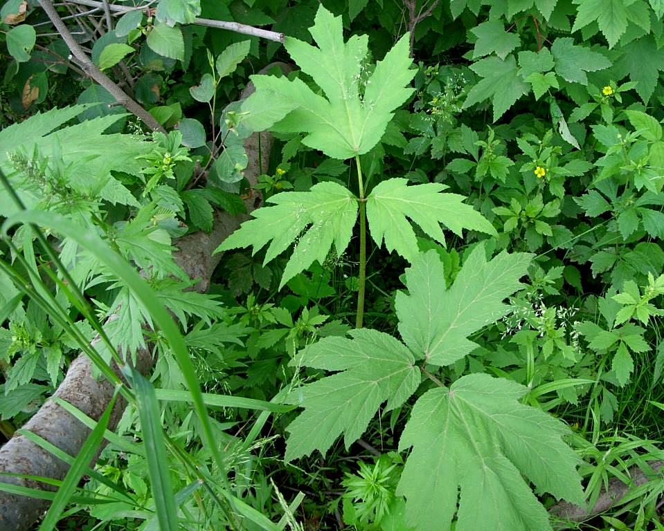 Image of genus Heracleum specimen.