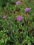 Allium schoenoprasum