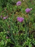 Allium schoenoprasum. Цветущие растения на газоне. Нидерланды, Гронинген. Май 2007 г.