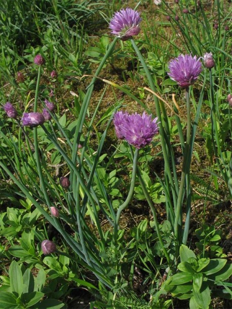 Image of Allium schoenoprasum specimen.