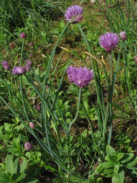 Изображение особи Allium schoenoprasum.