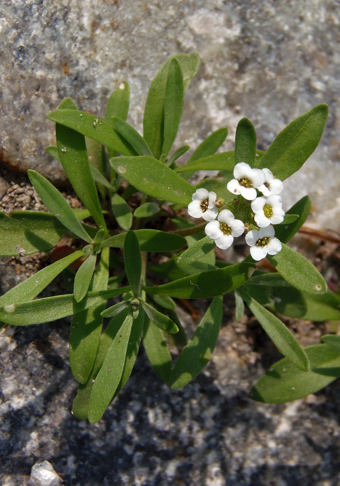 Изображение особи Lobularia maritima.