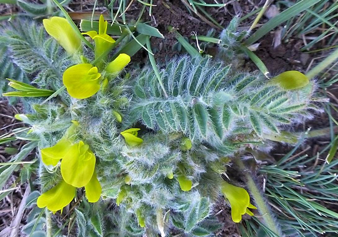 Image of Astragalus pinetorum specimen.