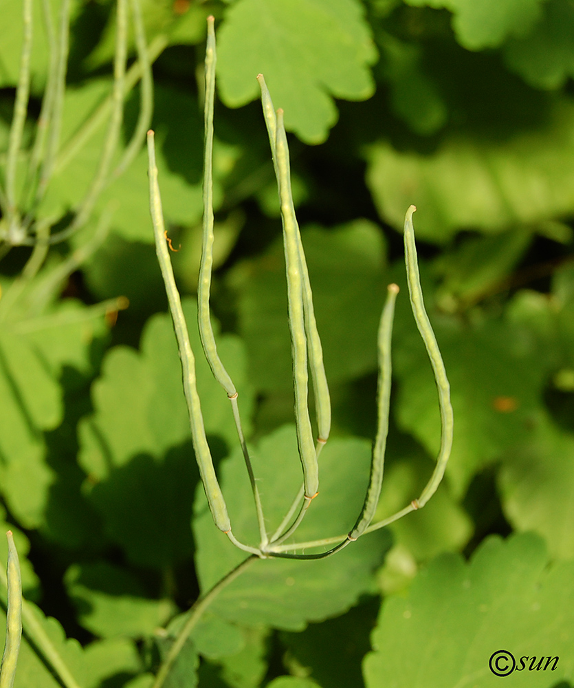 Изображение особи Chelidonium majus.