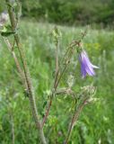 Campanula sibirica