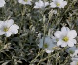 Cerastium tomentosum. Побеги с цветками ('Silberteppich'). Германия, г. Дюссельдорф, Ботанический сад университета. 02.06.2014.