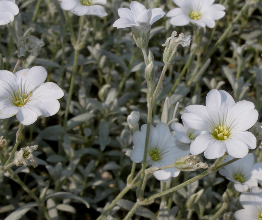 Изображение особи Cerastium tomentosum.