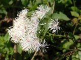 Thalictrum aquilegiifolium