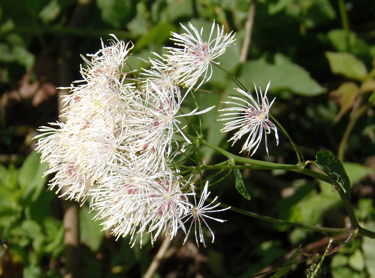 Изображение особи Thalictrum aquilegiifolium.