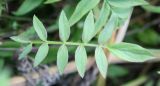 Polemonium caeruleum