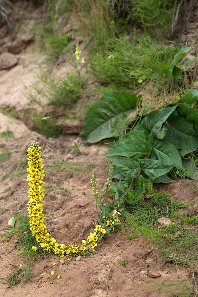 Изображение особи Verbascum nigrum.