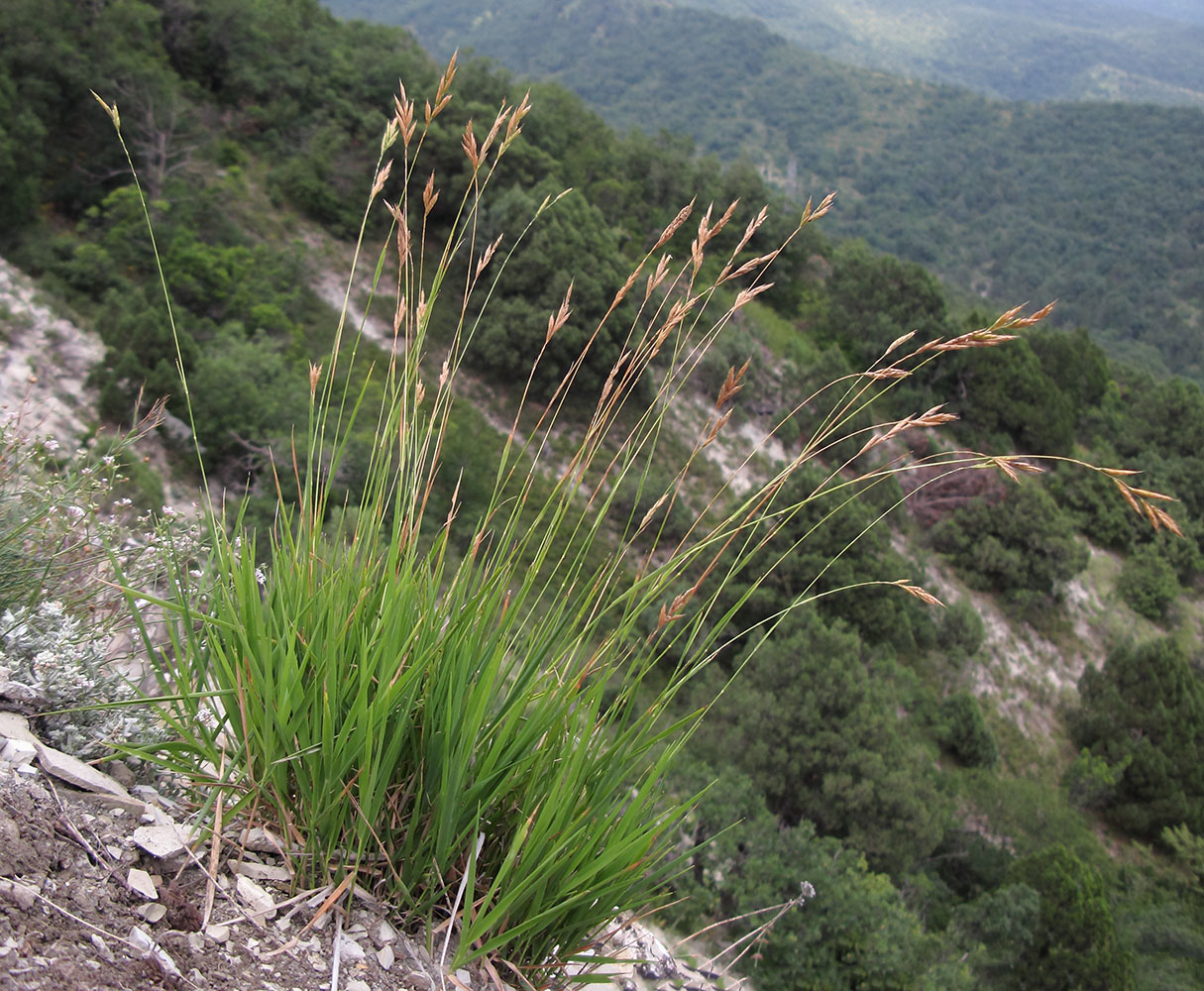 Изображение особи Brachypodium rupestre.