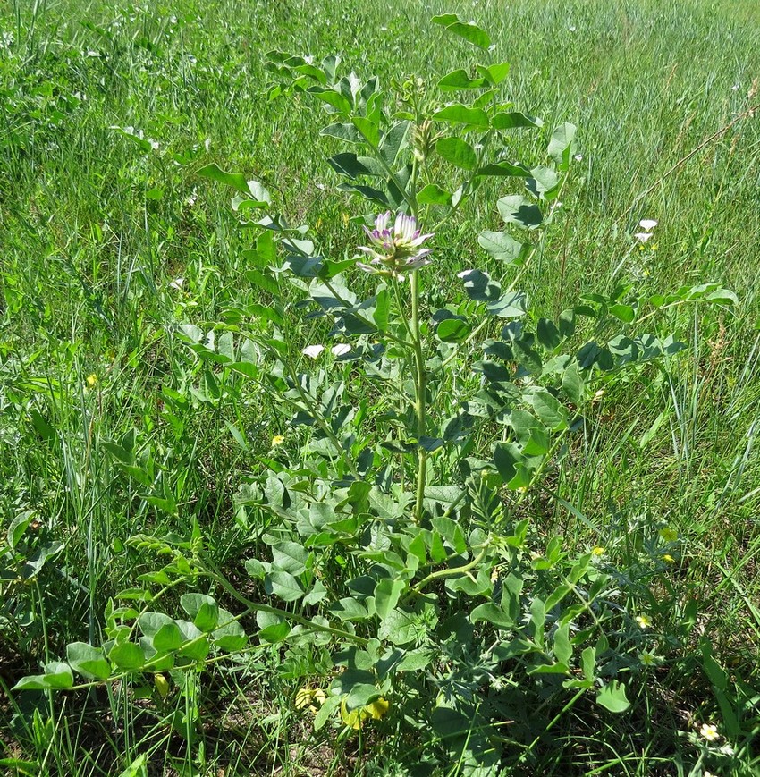 Изображение особи Glycyrrhiza uralensis.