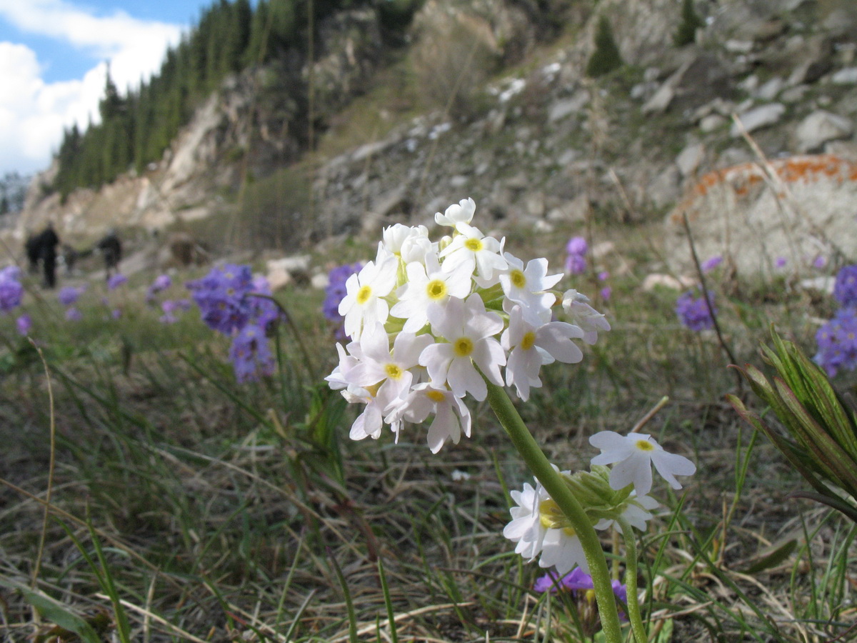 Image of Primula algida specimen.