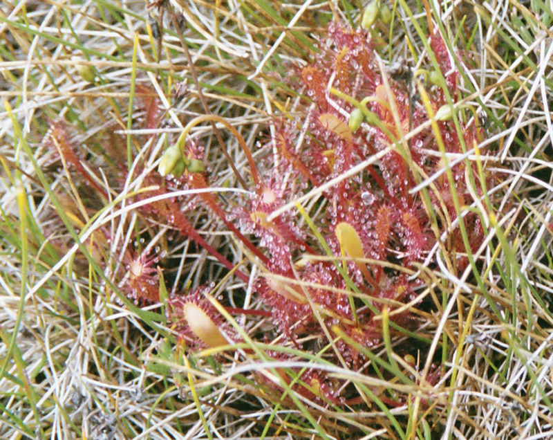 Image of Drosera kihlmanii specimen.