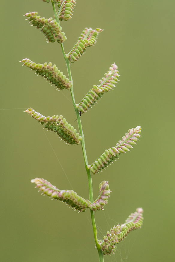 Изображение особи Beckmannia eruciformis.