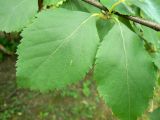 Betula raddeana