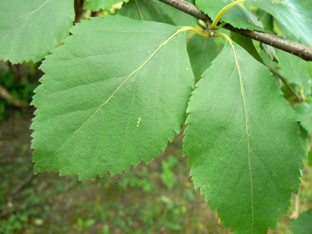 Изображение особи Betula raddeana.