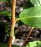 Persicaria amphibia