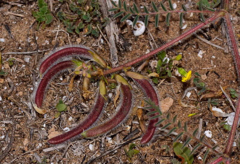 Изображение особи Astragalus berytheus.