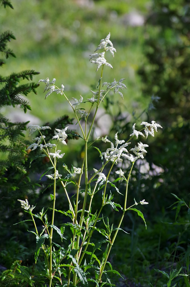 Изображение особи Aconogonon alpinum.